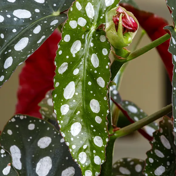 Photo of a begonia plant (Begonia spp.)