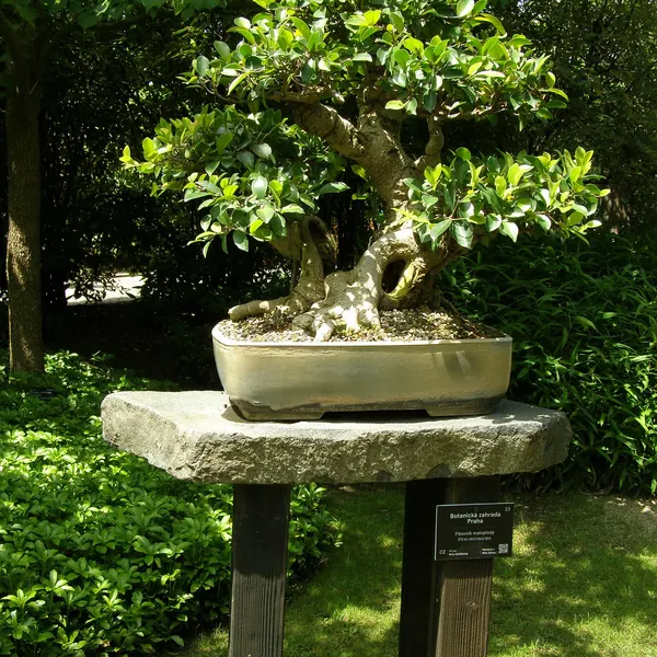 Photo of a indoor bonsai tree plant (Usually Ficus)