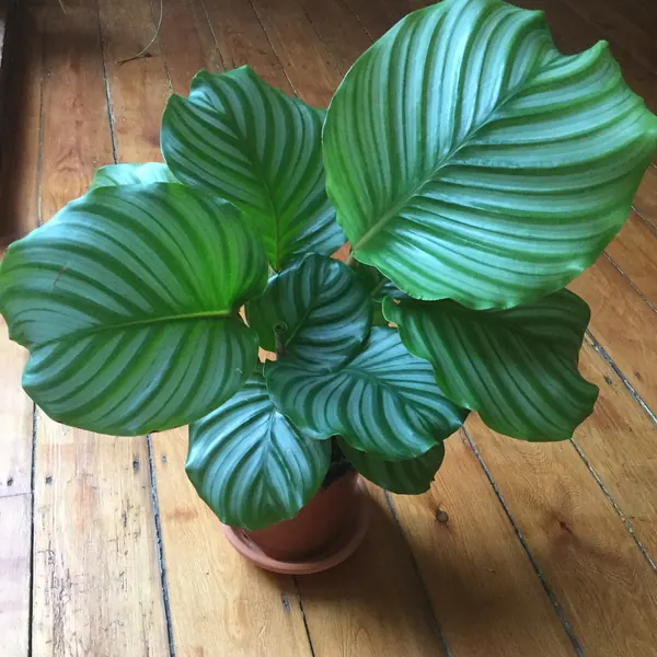 Photo of a calathea plant (Goeppertia)