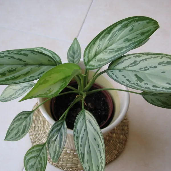 Photo of a chinese evergreen plant (Aglaonema)