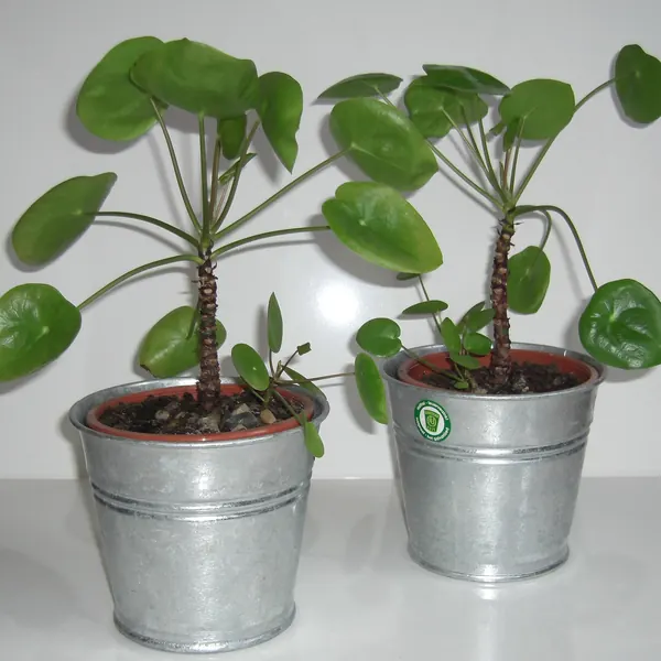 Photo of a chinese money plant plant (Pilea peperomioides)