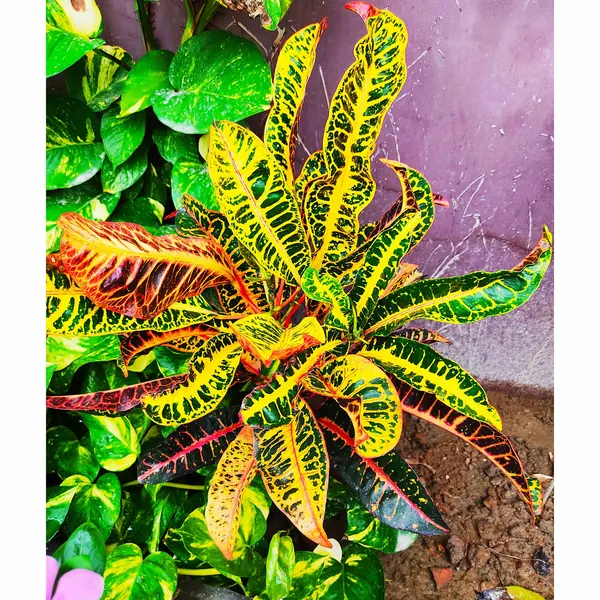 Photo of a croton plant (Codiaeum variegatum)