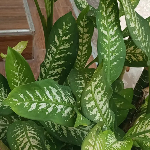 Photo of a dieffenbachia plant (Dieffenbachia seguine)