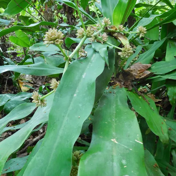 Photo of a dracaena plant (Dracaena fragrans, D. marginata and others)