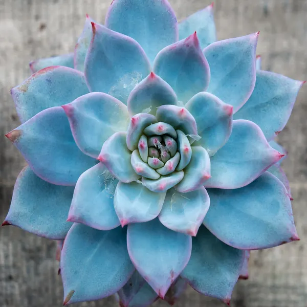 Photo of a echeveria plant (Echeveria spp.)