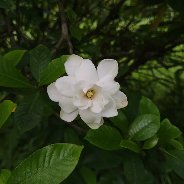 Photo of a gardenia plant (Gardenia jasminoides)