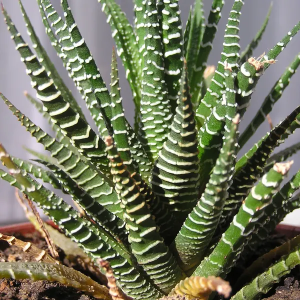 Photo of a haworthia plant (Haworthiopsis attenuata and Haworthia spp.)