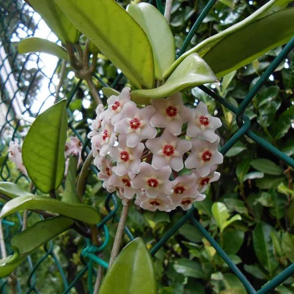 Photo of a hoya (wax plant) plant (Hoya carnosa)