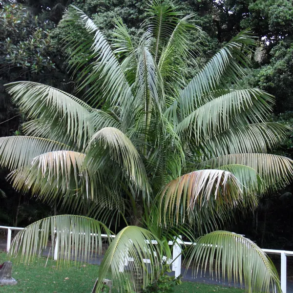 Photo of a kentia palm plant (Howea forsteriana)