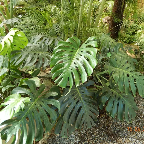 Photo of a monstera plant (Monstera deliciosa)