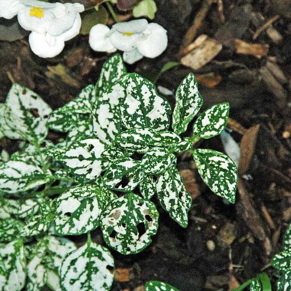 Photo of a polka dot plant plant (Hypoestes phyllostachya)