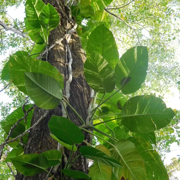 Photo of a pothos plant (Epipremnum aureum)
