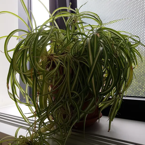 Photo of a spider plant plant (Chlorophytum comosum)