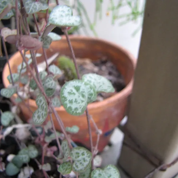 Photo of a string of hearts plant (Ceropegia woodii)