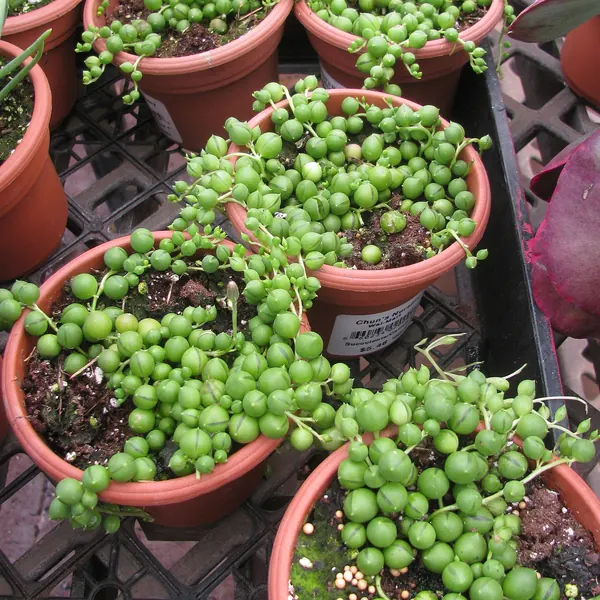 Photo of a string of pearls plant (Curio rowleyanus)