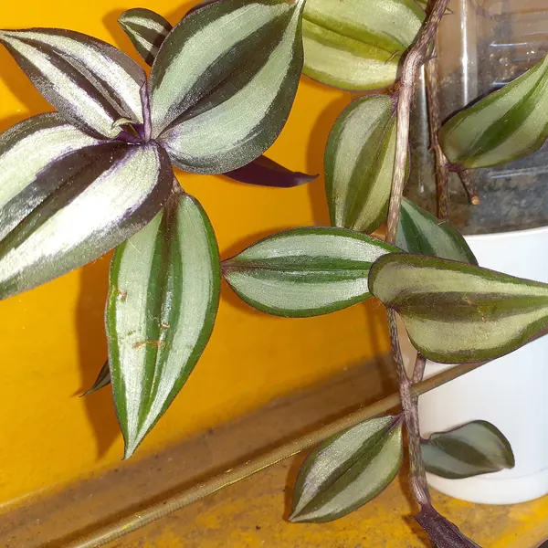 Photo of a tradescantia (wandering dude) plant (Tradescantia zebrina)