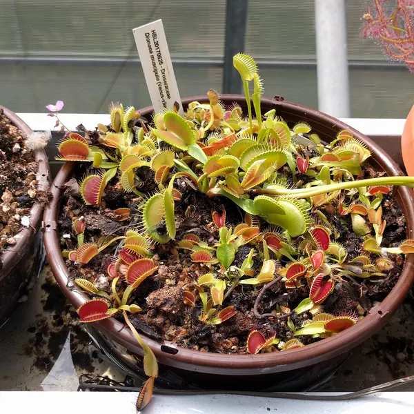 Photo of a venus flytrap plant (Dionaea muscipula)