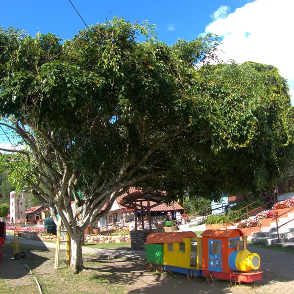 Photo of a weeping fig plant (Ficus benjamina)