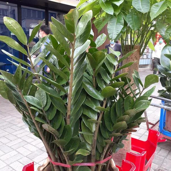 Photo of a zz plant plant (Zamioculcas zamiifolia)